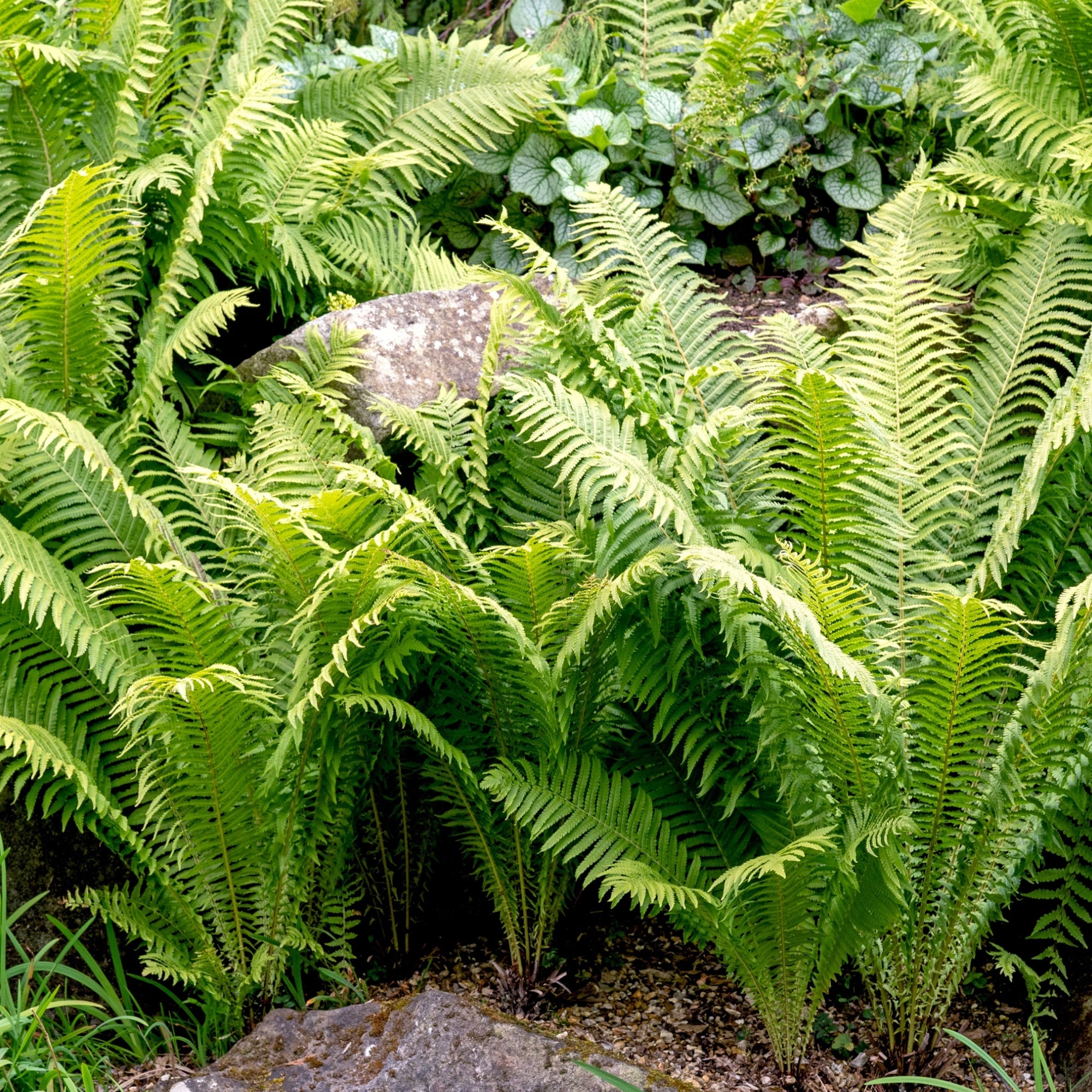 Green ferns with a stone in a natural setting