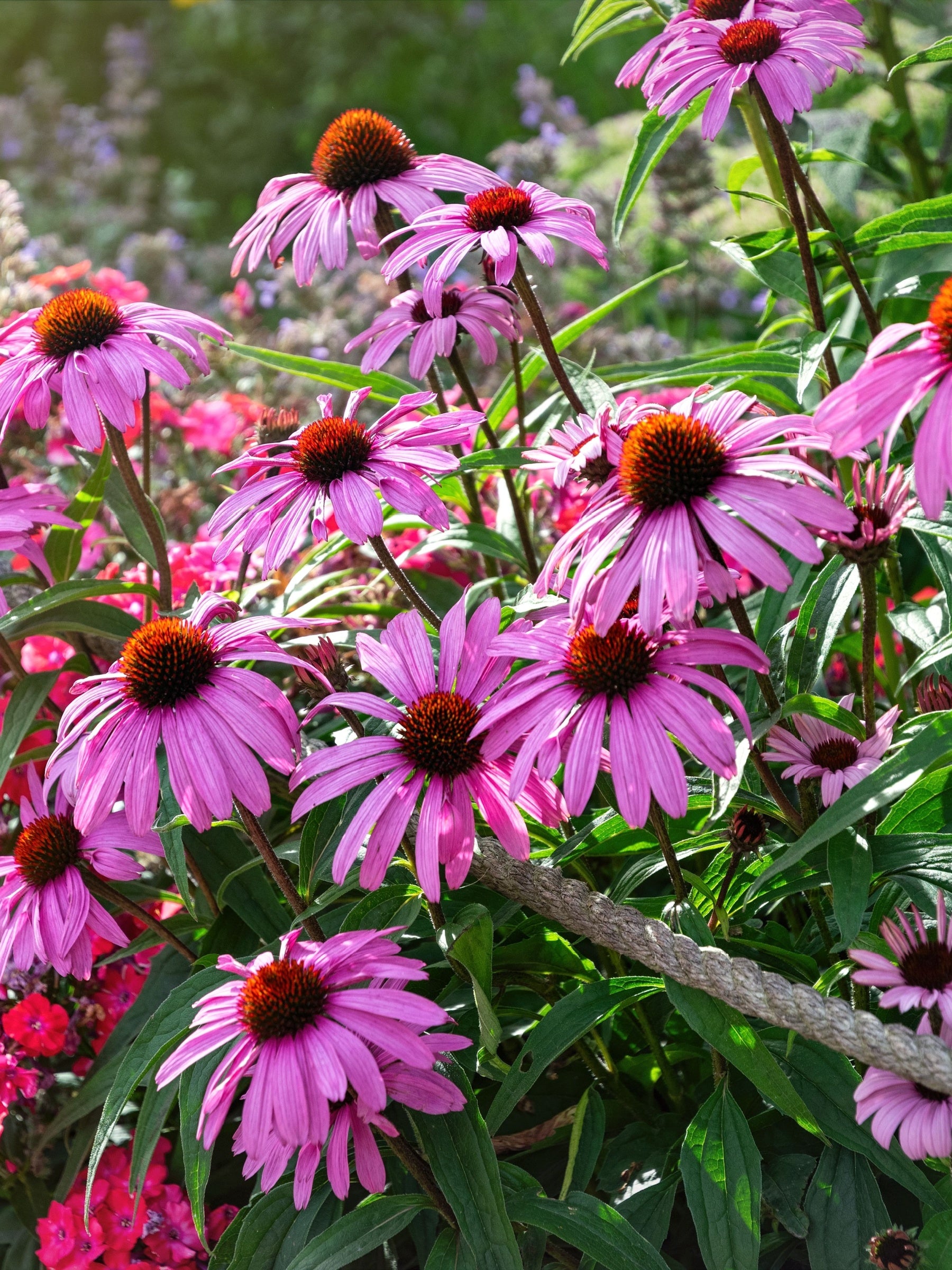 TN Nursery Perennials