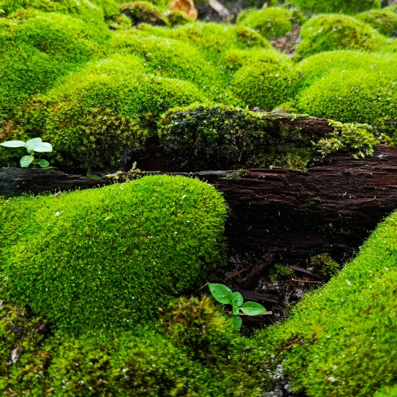Moss Meadow Sampler
