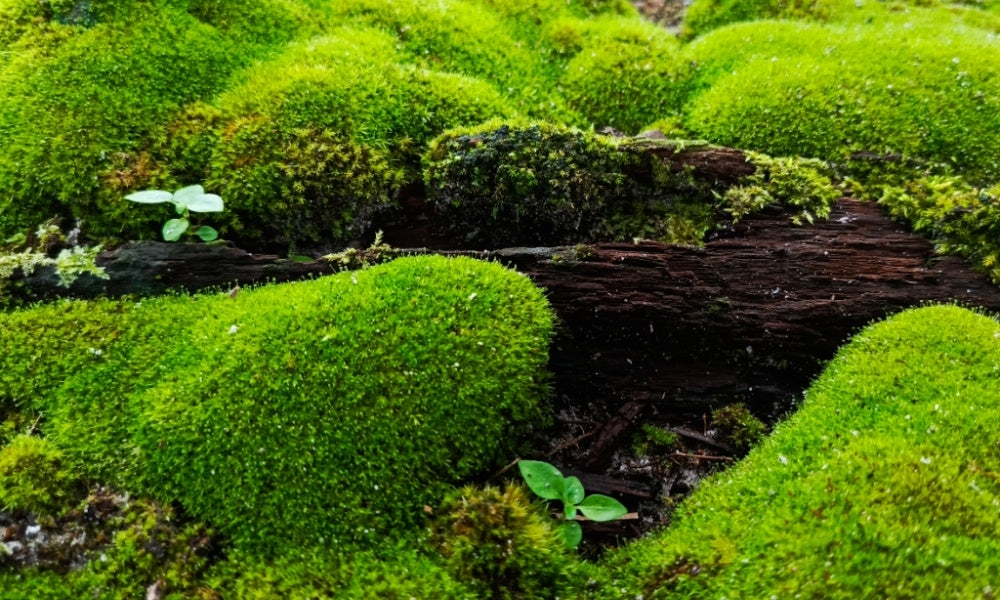Moss growing on a wood log
