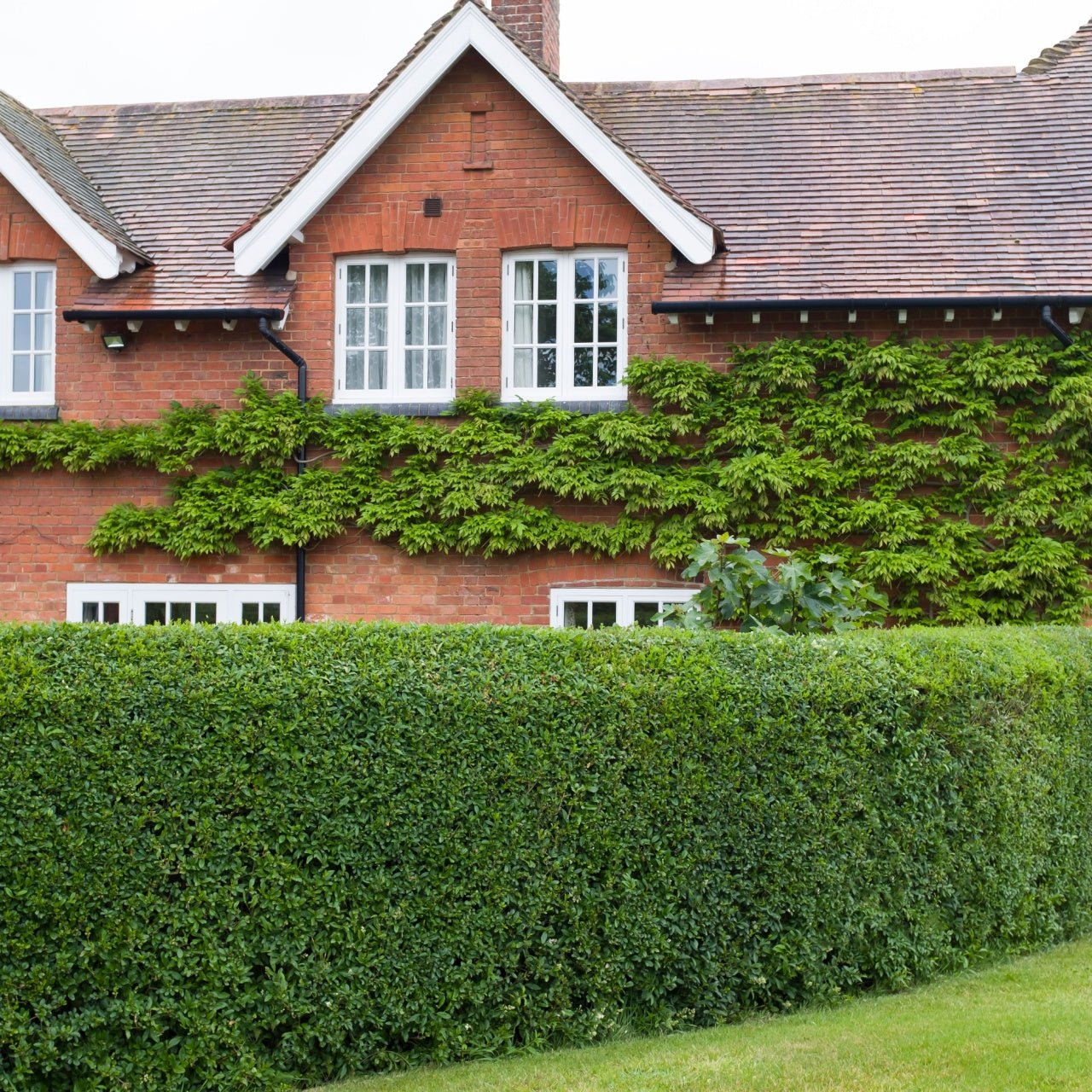 Privet Hedge