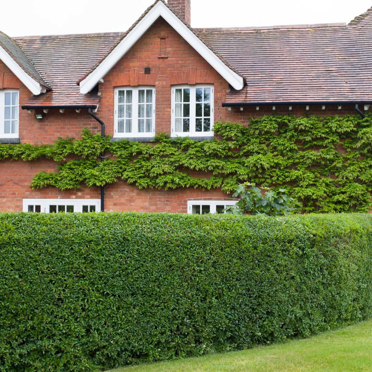 Privet Hedge