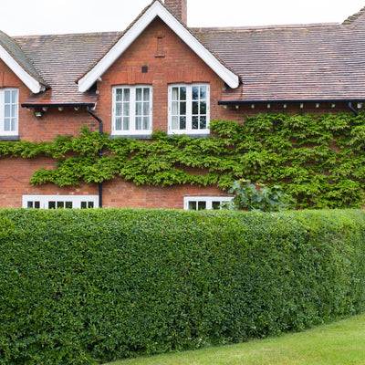 A well-maintained California Privet hedge in front of a red brick house with green leaves and white flowers.