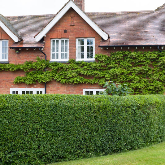 A well-maintained California Privet hedge in front of a red brick house with green leaves and white flowers.
