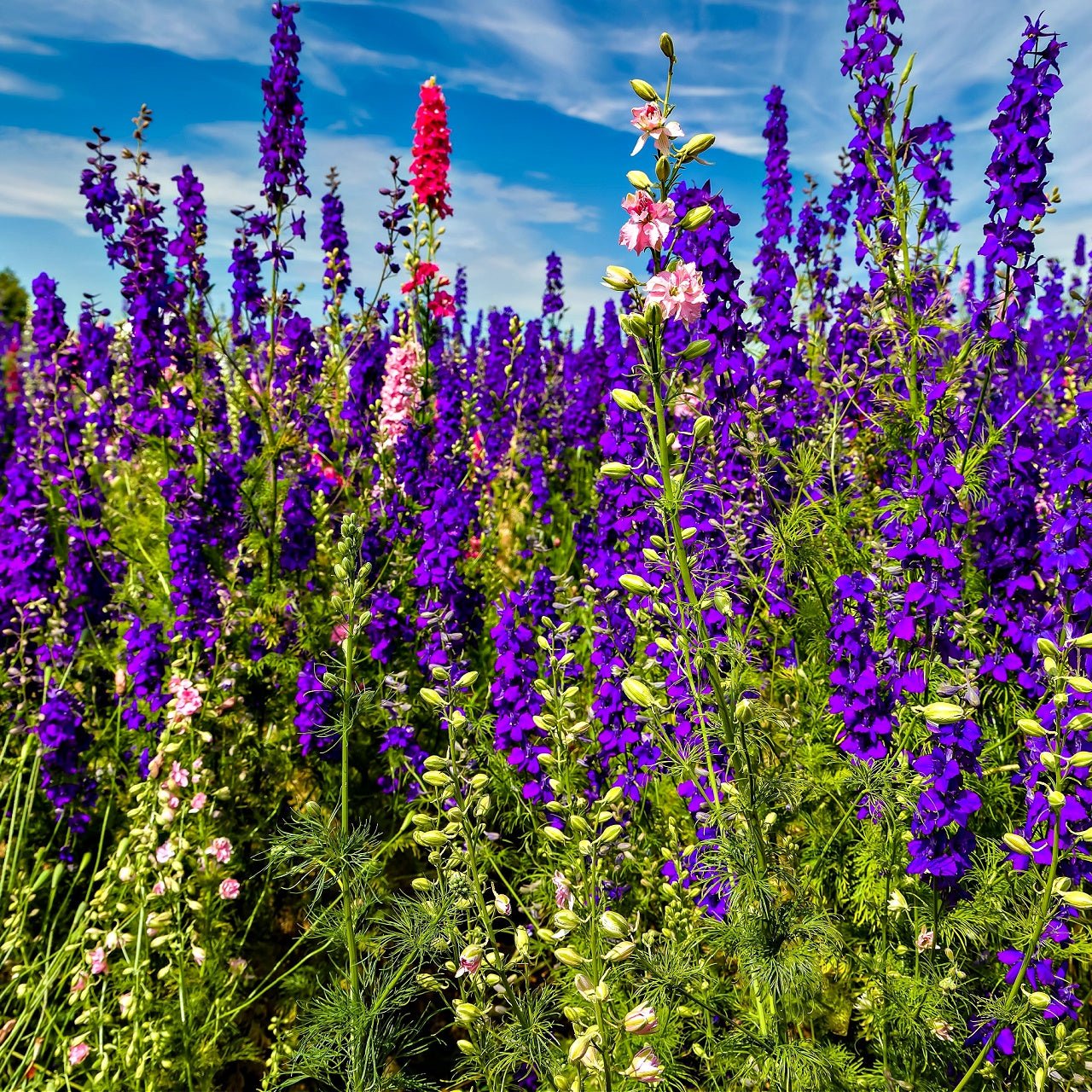Purple Flower Plants