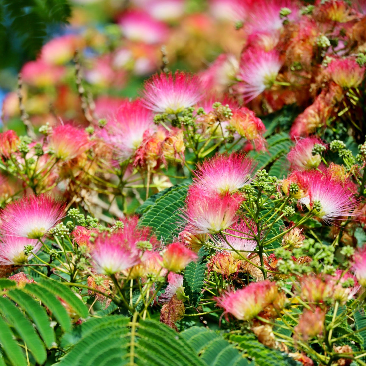 Mimosa Tree - TN Nursery