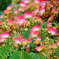 Mimosa Trees pink and fluffy flowers