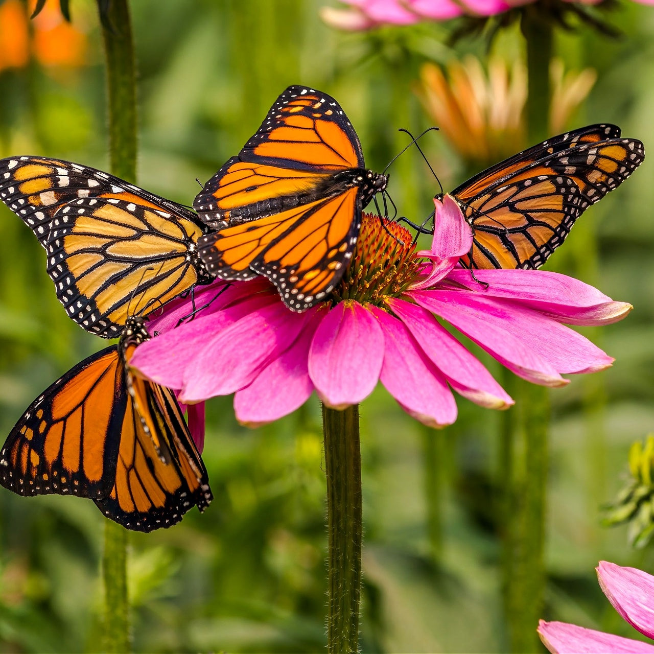 Two orange and black butterflies on a pink perennial flower with a blurred green background