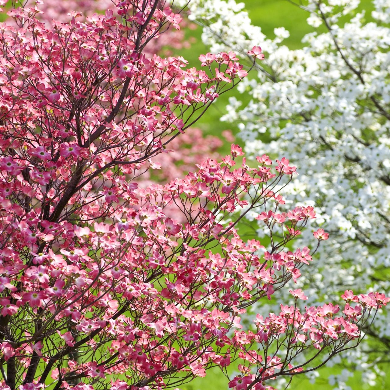 Dogwood Trees