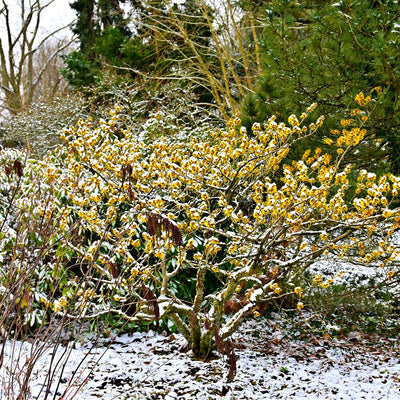 Snow-covered bush with yellow flowers in a garden setting