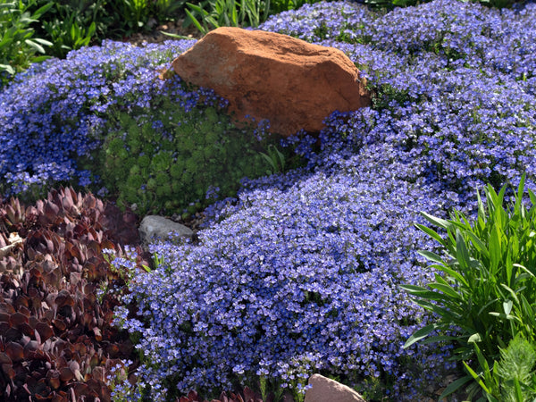 Ground Covers Image