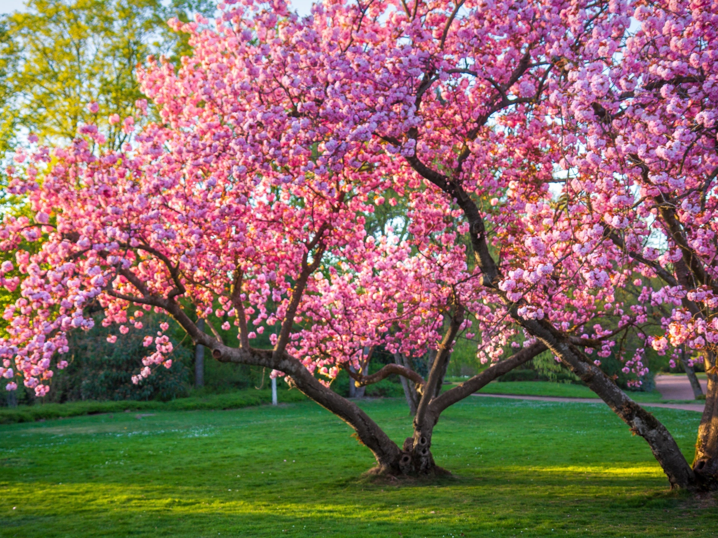 TN Nursery - Trees