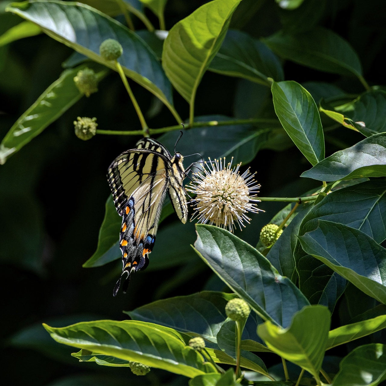 Butterfly on a green leaf with a blurred background
