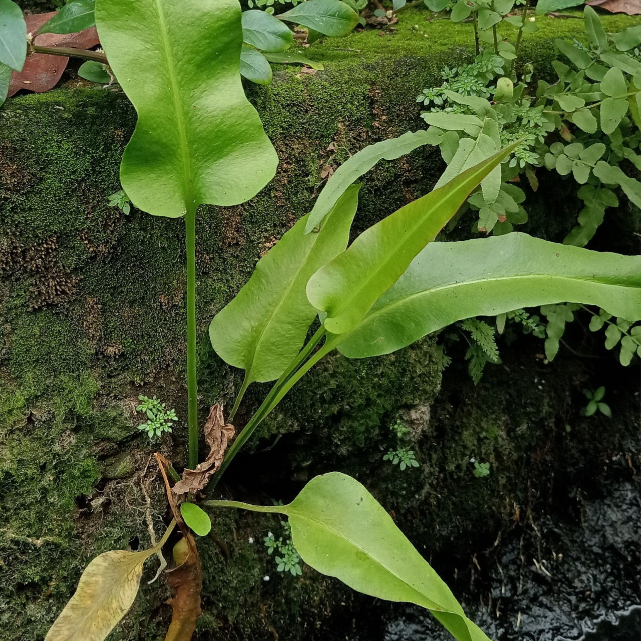 Green plant growing on a mossy surface