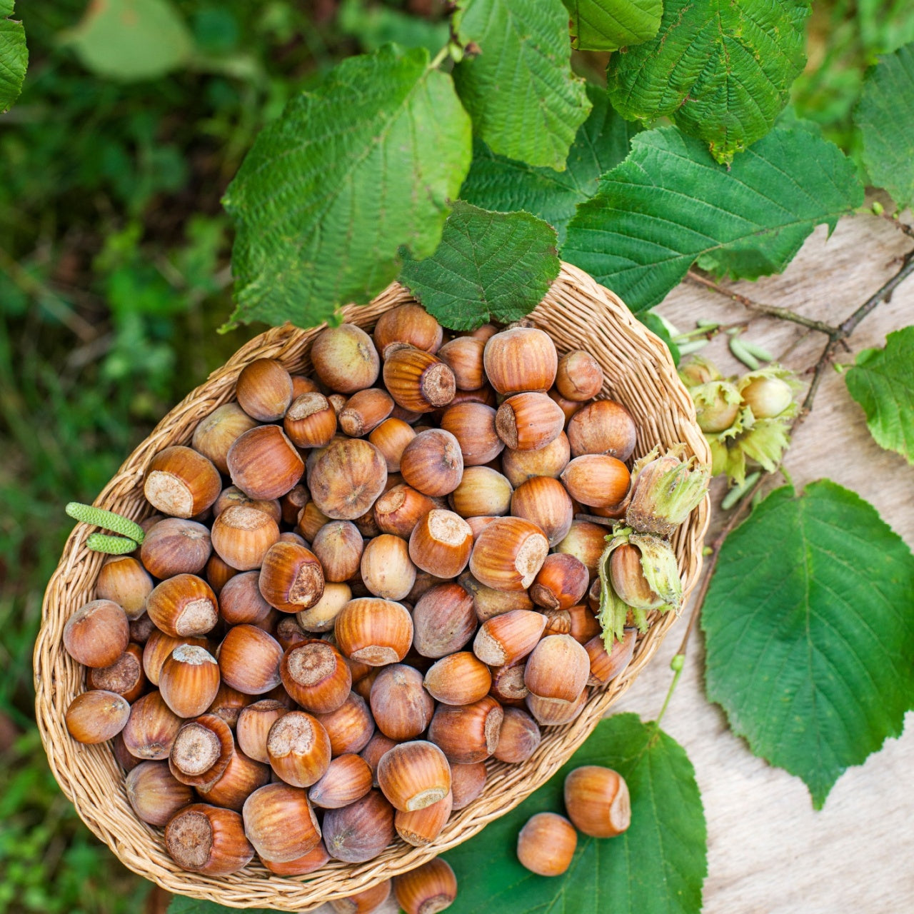 Basket of hazelnuts surrounded by green leaves on a natural background