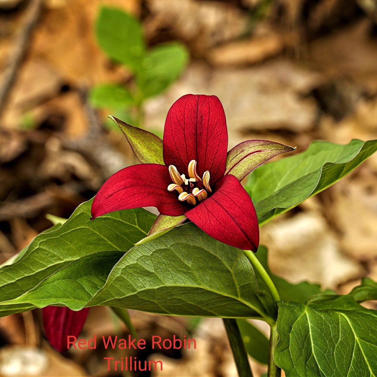 Red Flower Perennials