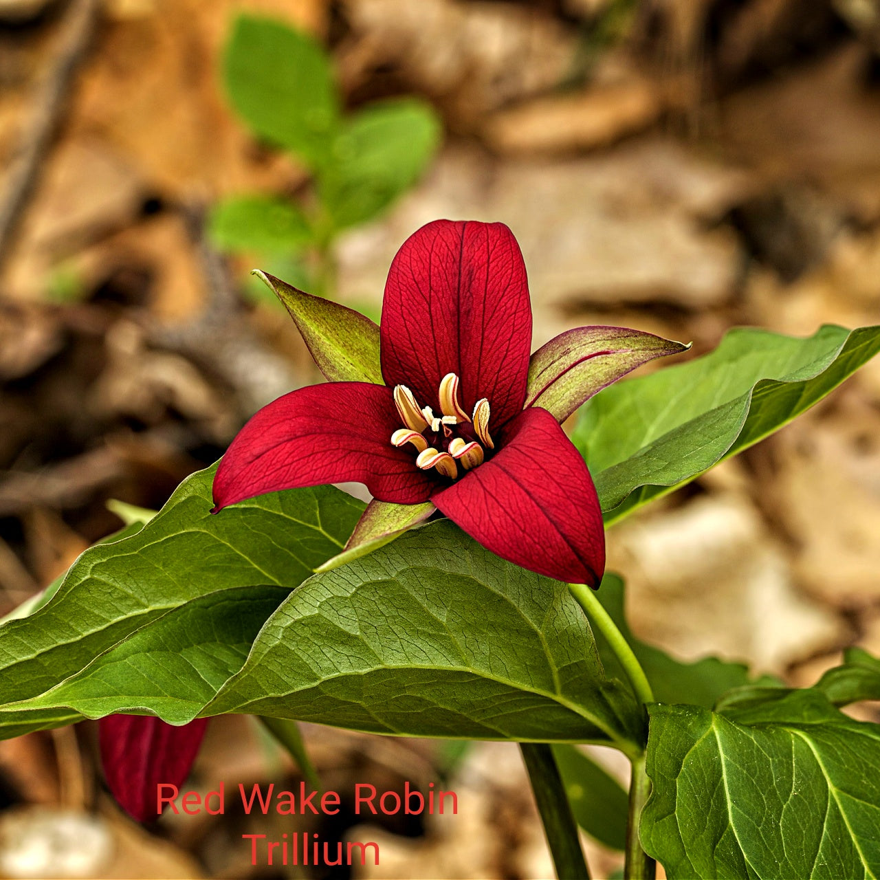 Red Wake Robin Trillium flower with green leaves on a blurred natural background