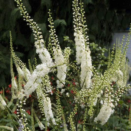 White flower spikes of the Black Cohosh Plant (Actaea racemosa) in a garden setting with green leaves and other plants in the background.