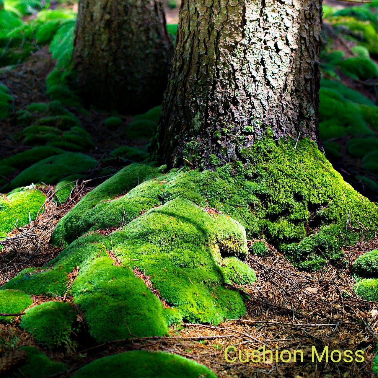 Moss Meadow Sampler