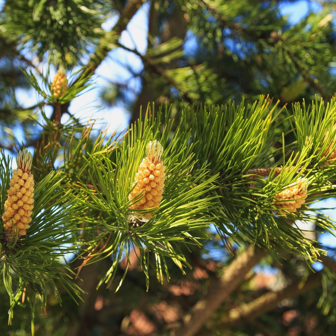 Pine Tree