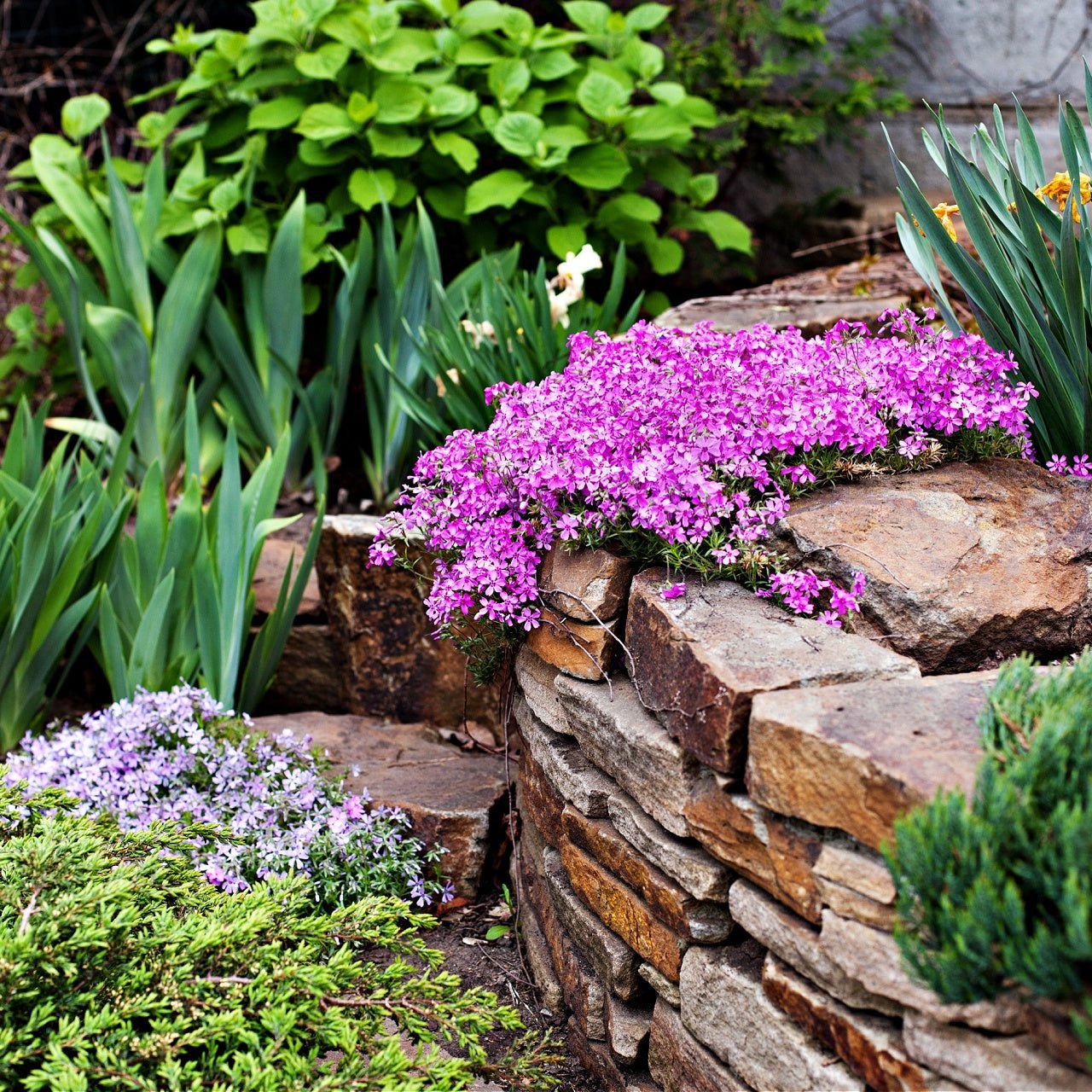 Creeping Phlox