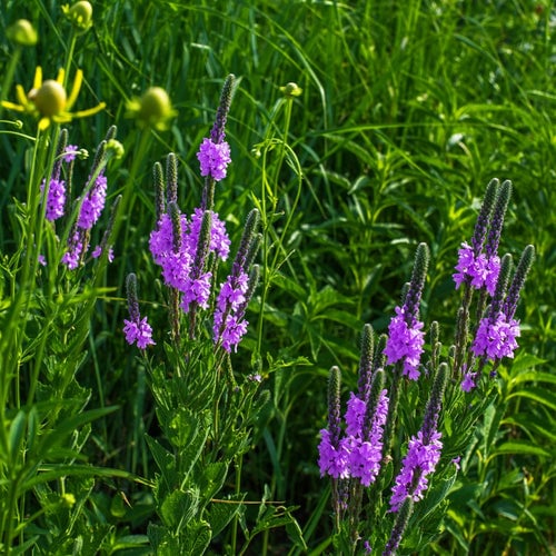 Blue Vervain