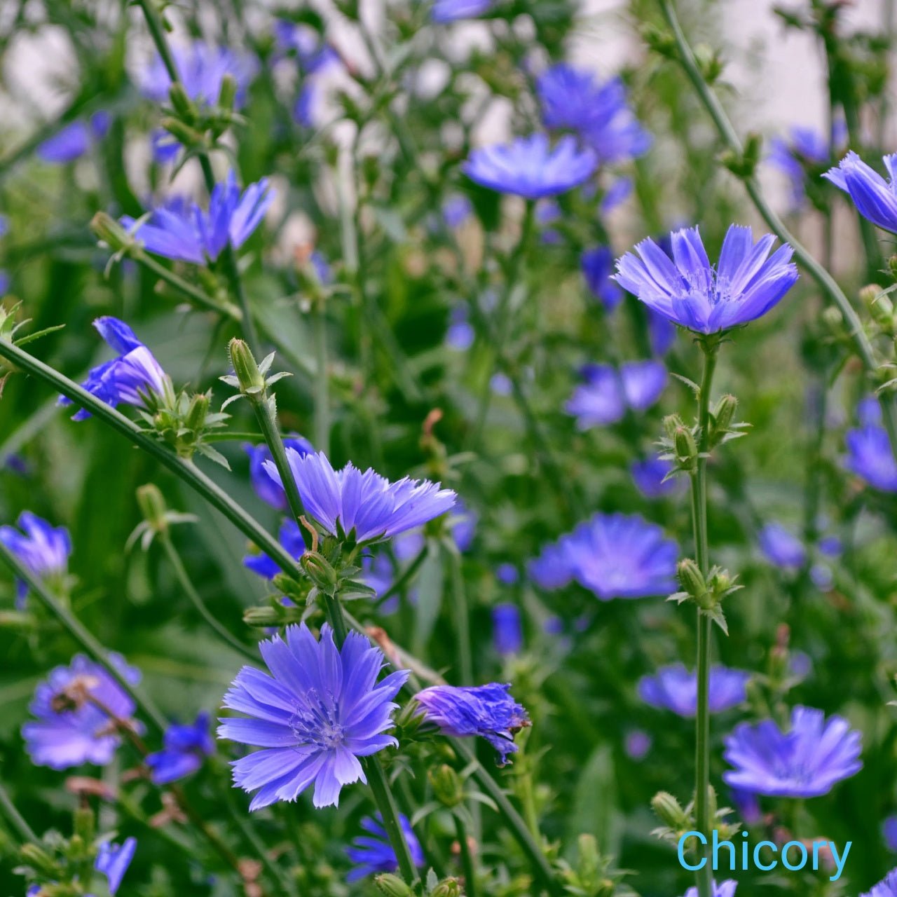 Blue Flower Delivery