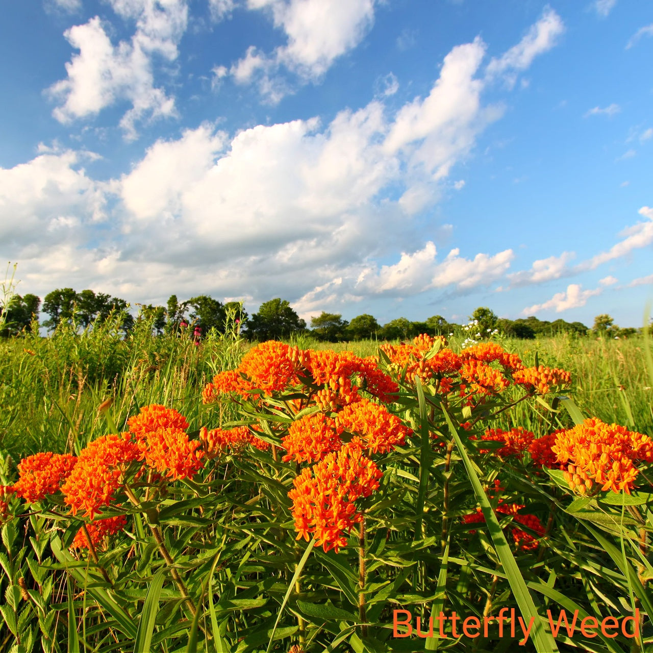 Field of orange butterfly weed flowers with a blue sky and white clouds.