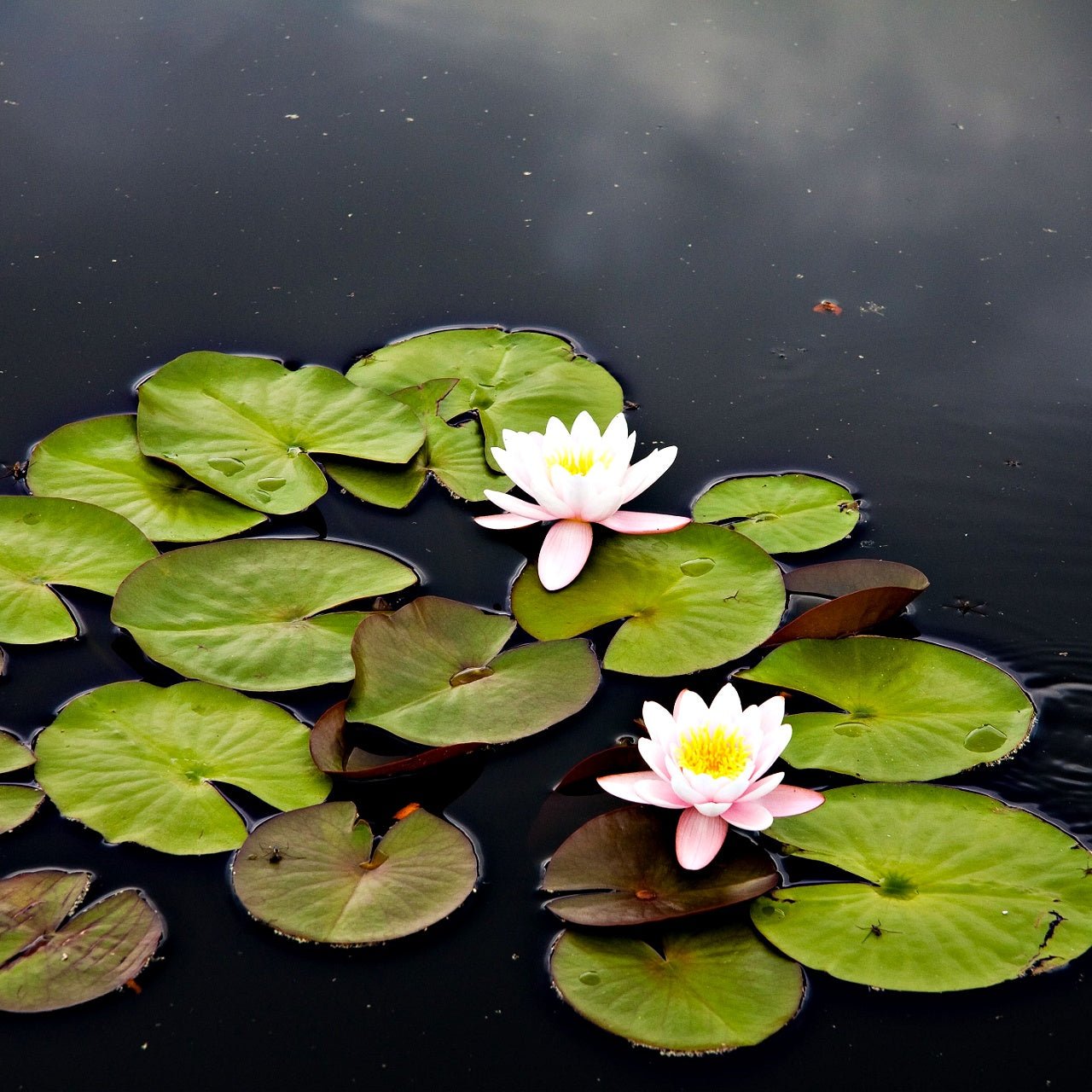 Water Lily