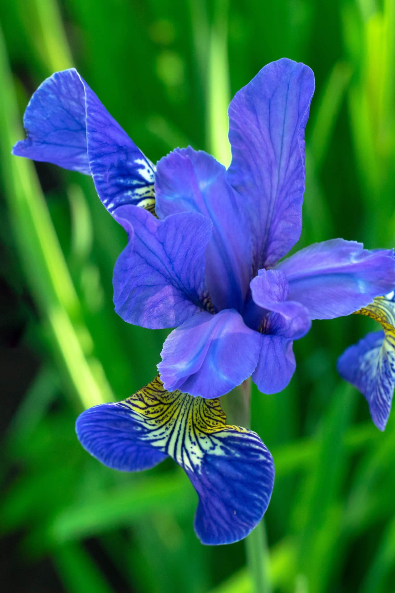 Buy 1 get 1 free sale on Siberian Iris Plants online at TN Nursery