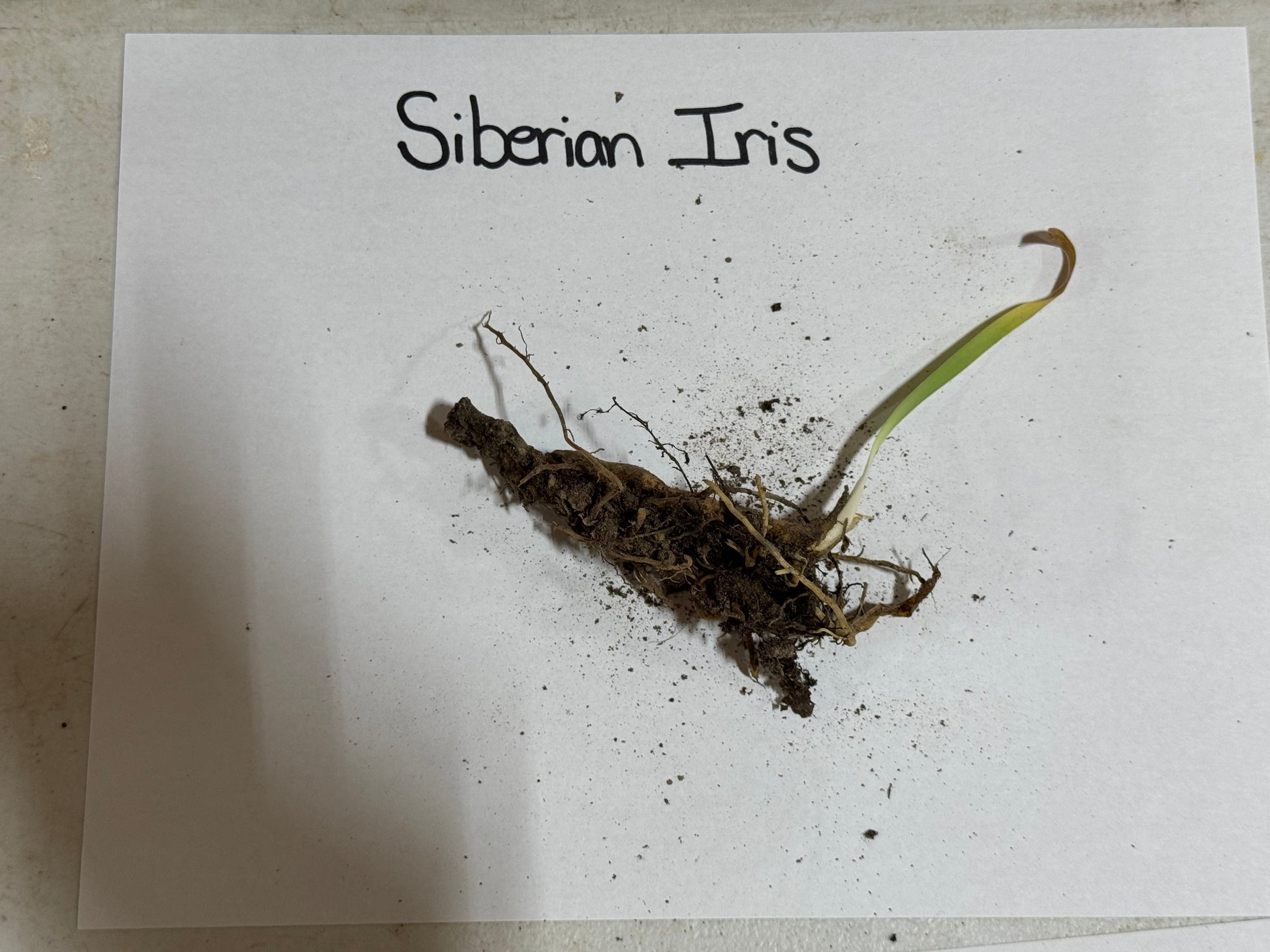 Siberian Iris plant on a white background with 'Siberian Iris' text.