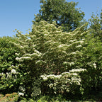 Shop Silky Dogwood Shrub online at TN Nursery