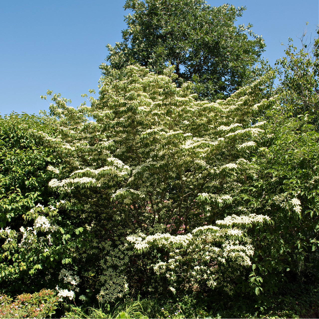Shop Silky Dogwood Shrub online at TN Nursery