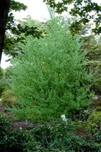 Silky Willow Shrub For sale - TN Nursery