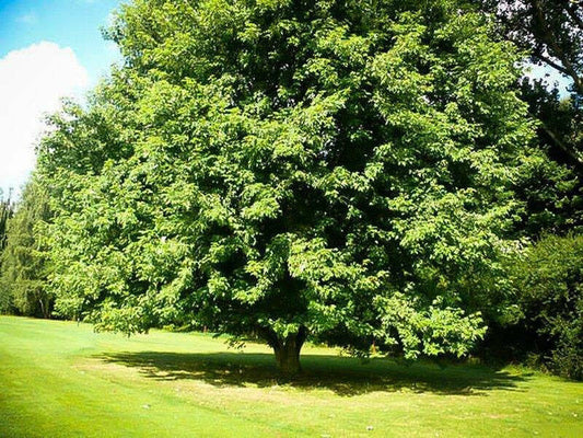 A mature Silver Maple tree with green leaves, standing in an open grassy area.