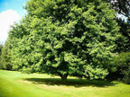 Buy Silver Maple Seedling online at TN Nursery 