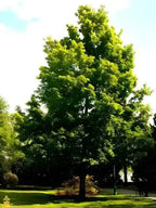 Buy Silver Maple Tree online at TN Nursery