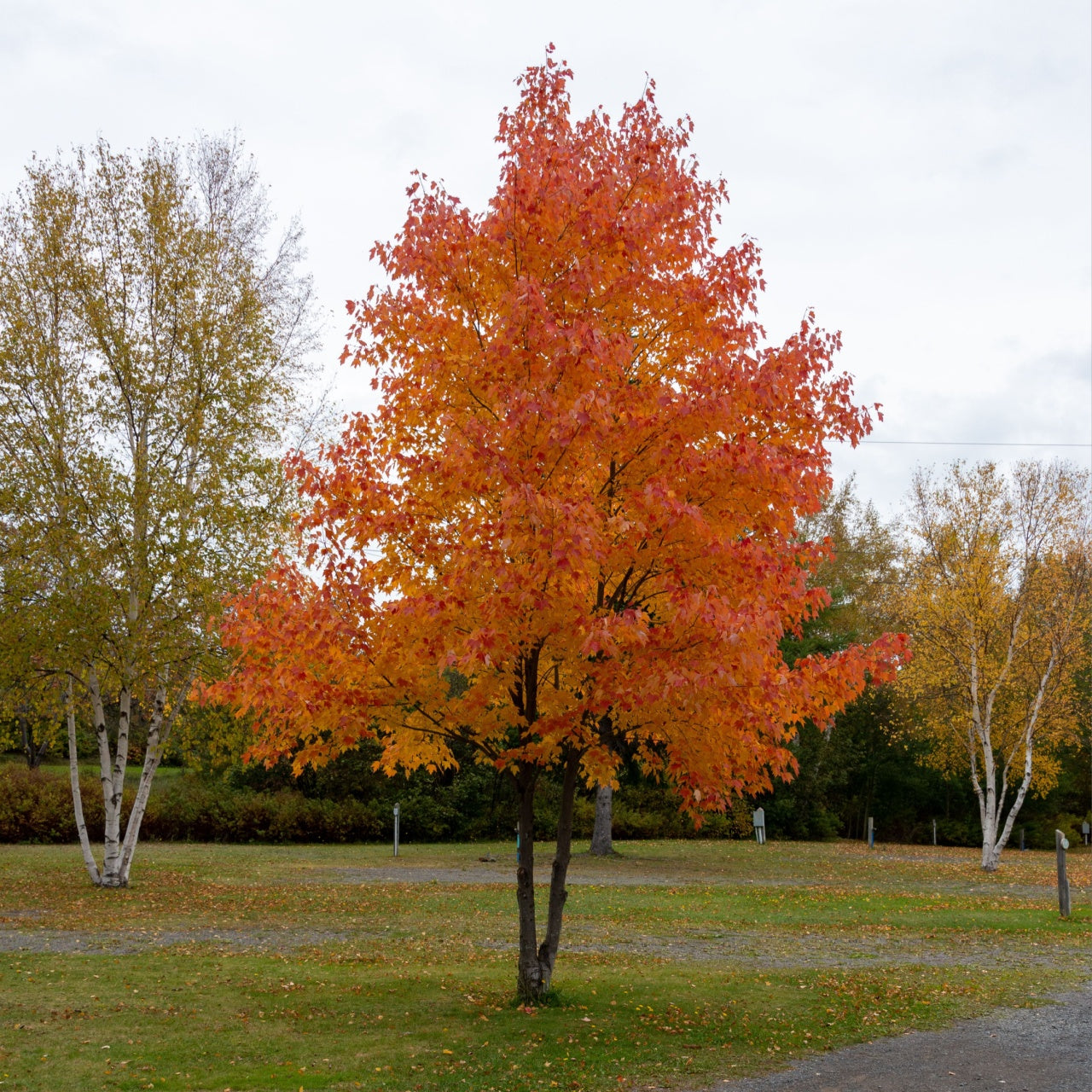 Buy 1 get 1 free sale on Silver Maple Tree online at TN Nursery