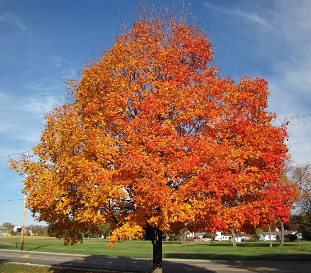 Silver maple tree live stakes for sale 