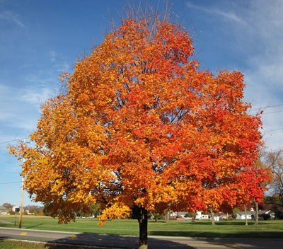 A large Silver Maple Tree with vibrant red and orange fall foliage, standing in an open field with a clear blue sky in the background.