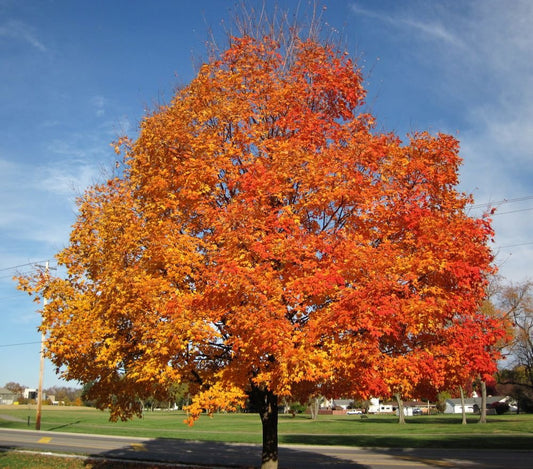 A large Silver Maple Tree with vibrant red and orange fall foliage, standing in an open field with a clear blue sky in the background.