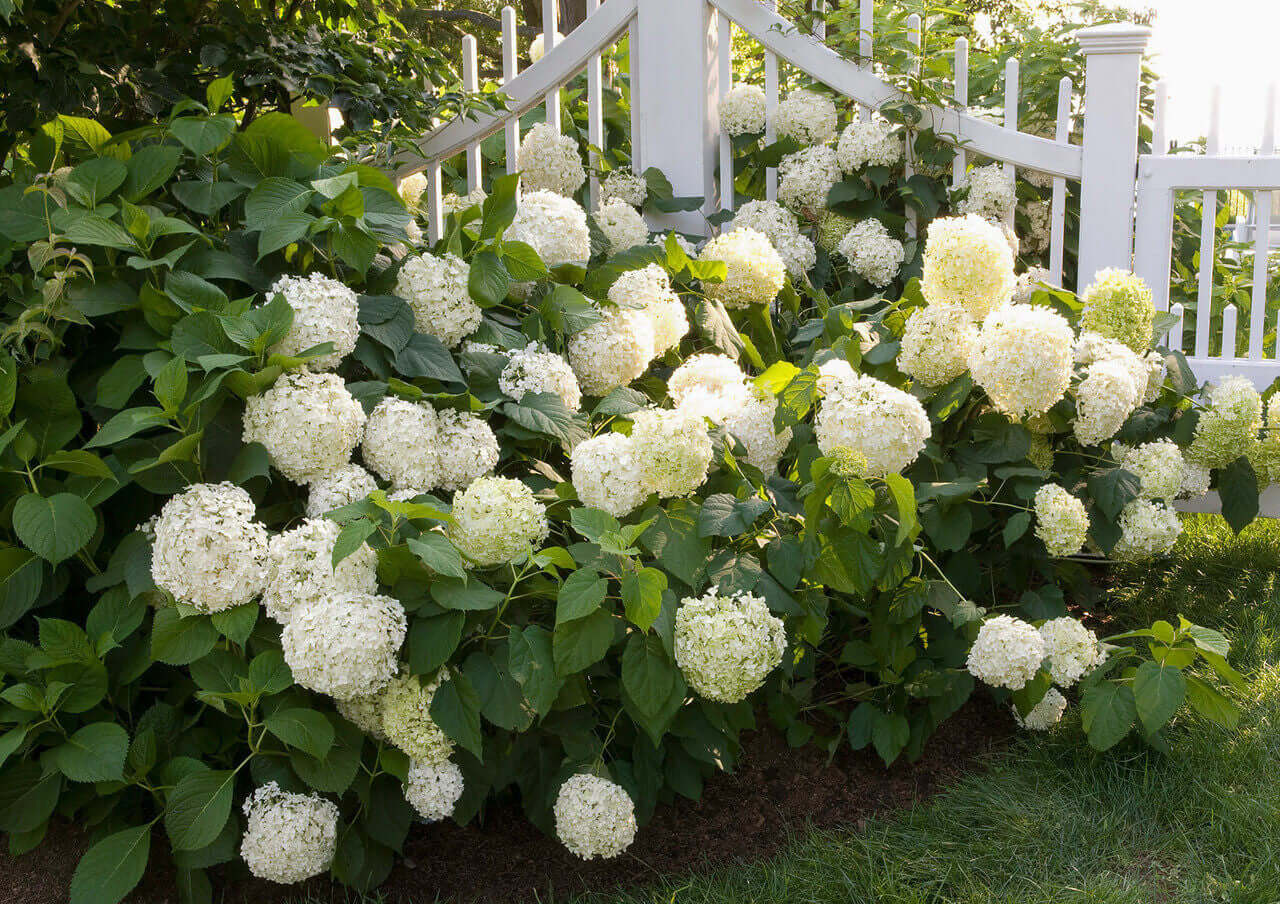 Buy 1 get 1 free sale on Smooth Hydrangea Shrub online at TN Nursery