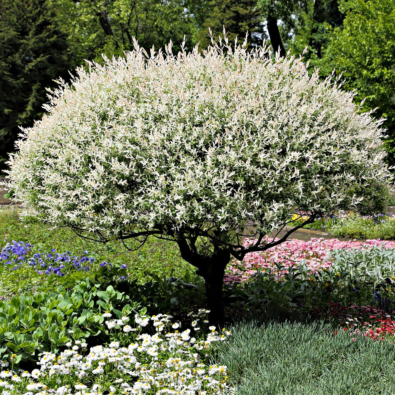 Snow White Willow Shrub in a garden with colorful flowers and greenery