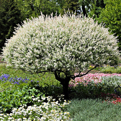 Snow White Willow Shrub in a garden with colorful flowers and greenery