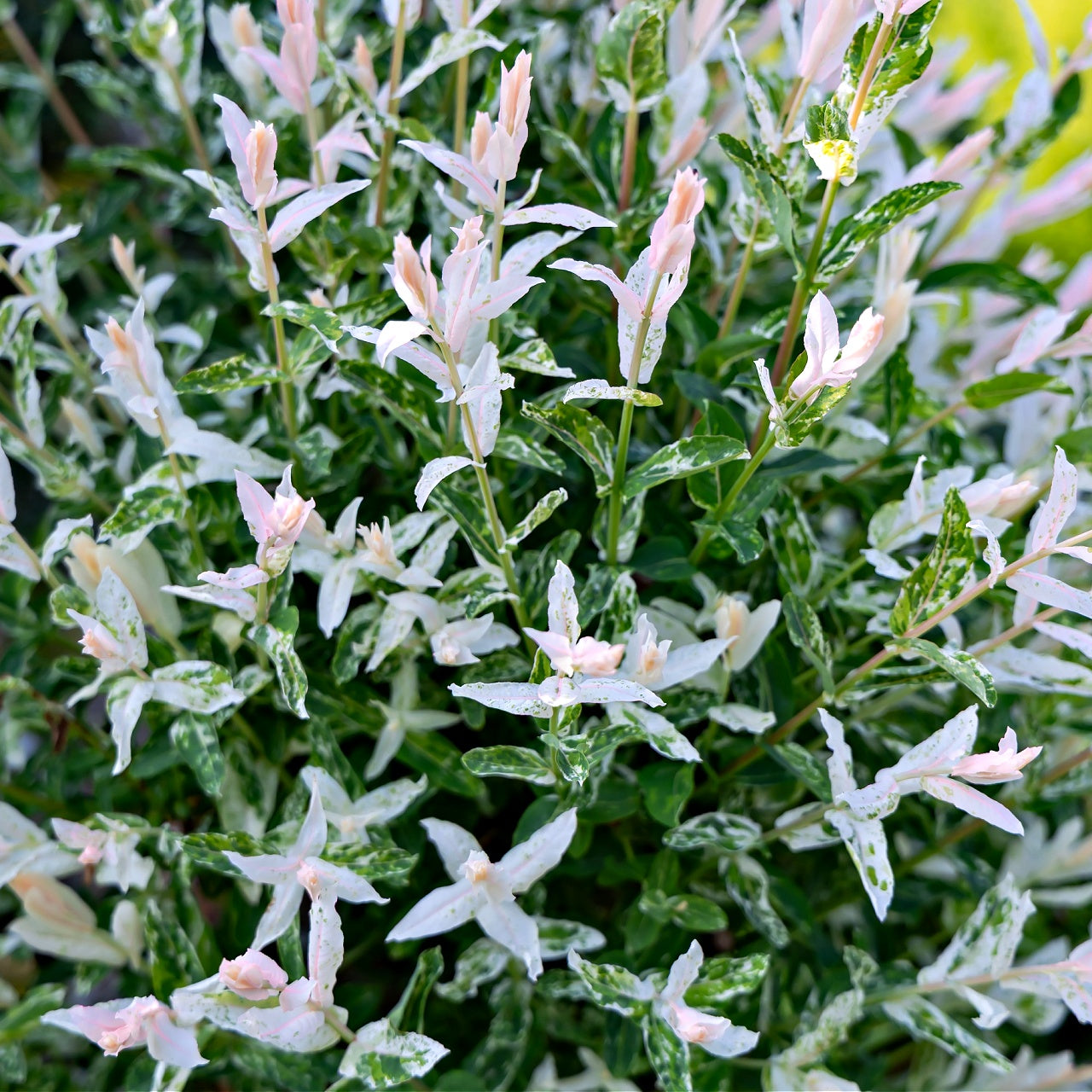 Close-up of a plant with small white flowers and green leaves.