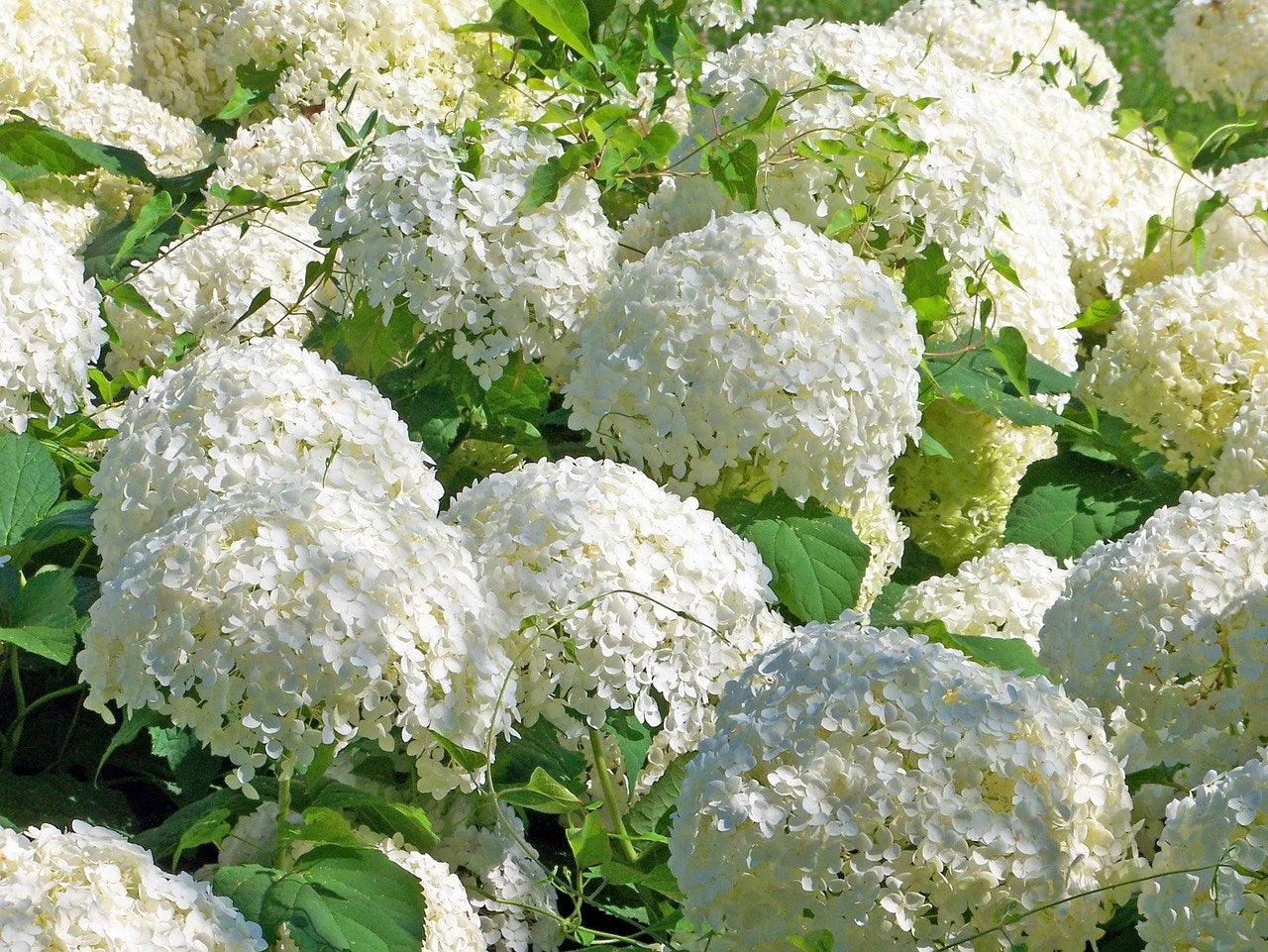 Shop Snowball Viburnum Shrub online at TN Nursery
