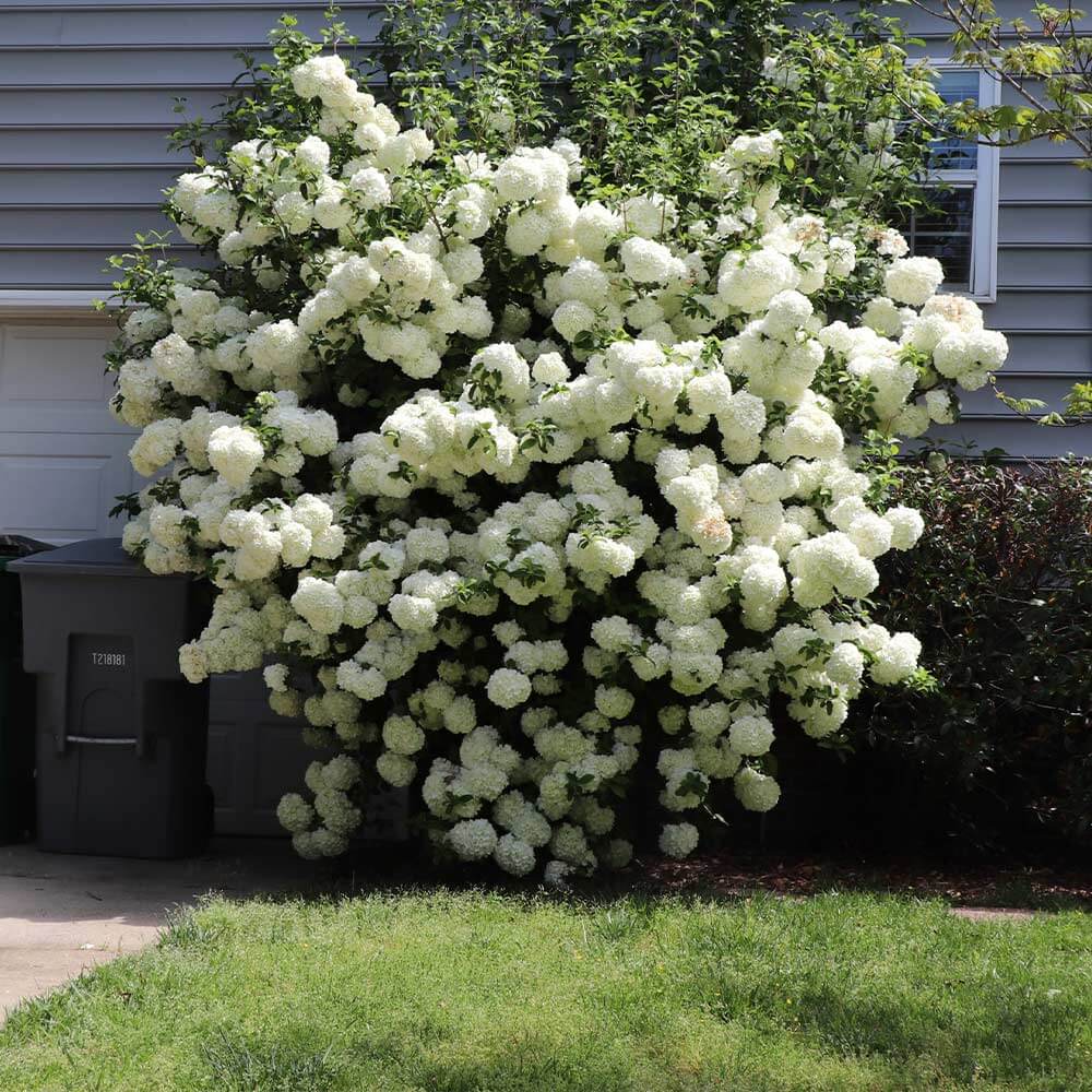 Buy 1 get 1 free sale on Snowball Viburnum Shrub online at TN Nursery 