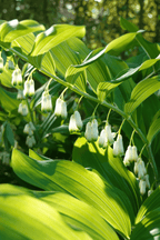 Buy 1 get 1 free sale on Solomon's Seal Plant online at TN Nursery 