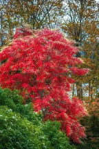 Shop Sourwood Tree online at TN Nursery