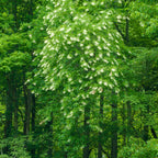 Buy 1 get 1 free sale on Sourwood Tree online at TN Nursery